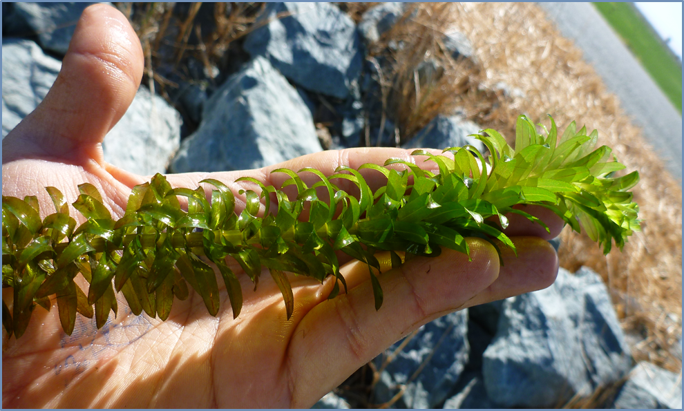 Identify An Aquatic Weed