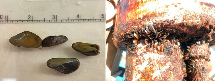 Close-up images of golden mussels (Limnoperna fortunei) recently discovered in California. Photos from California Department of Water Resources.