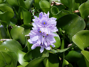 Water hyacinth Water hyacinth
